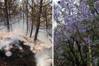 evros fotia - akakies